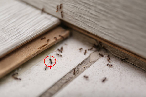 Bird Control in Sparta, GA