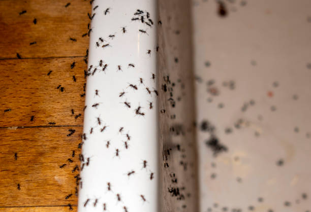 Best Pest Control Treatment  in Sparta, GA